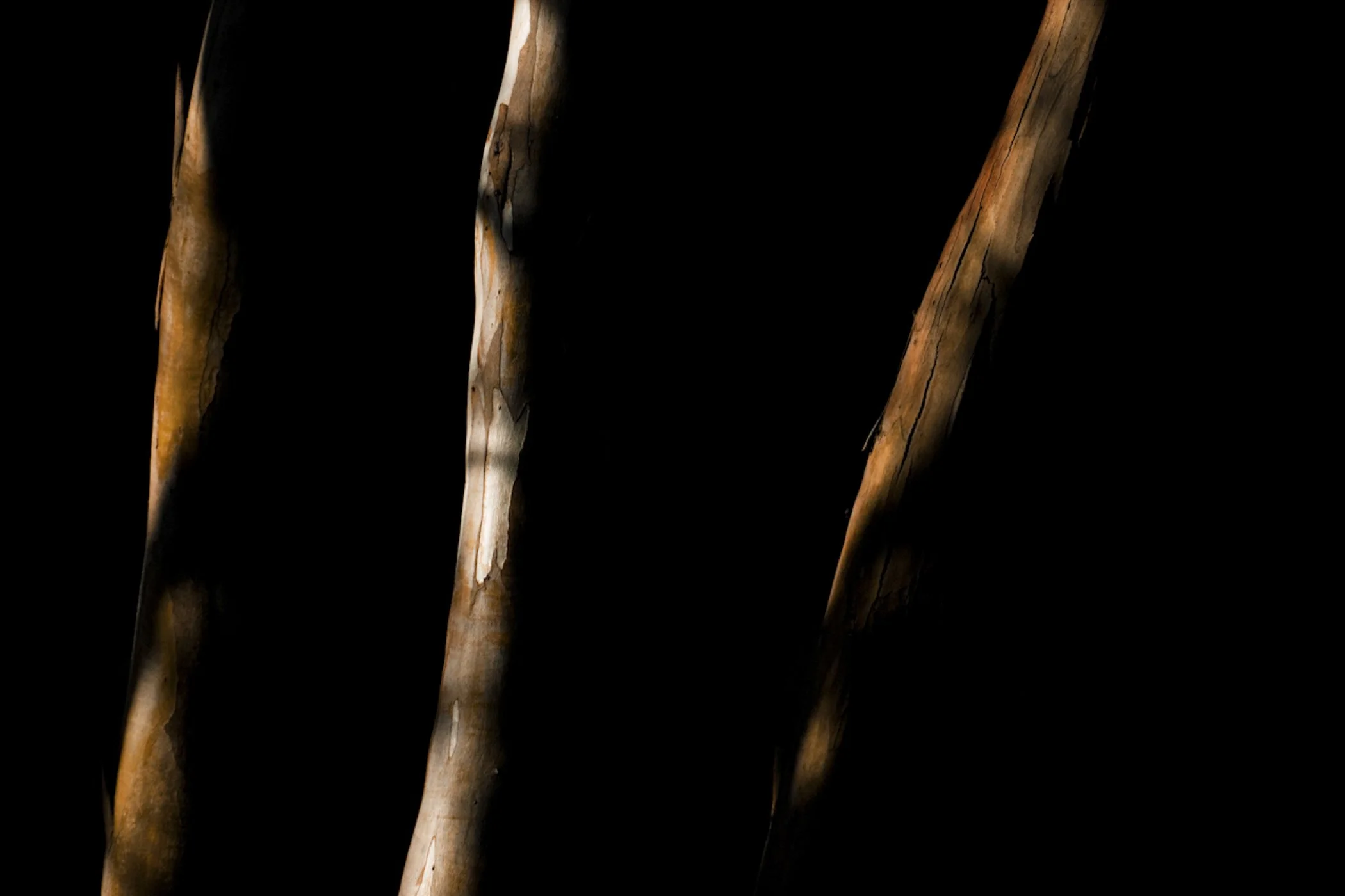 Close-up of several burnt wooden sticks isolated on a black background.