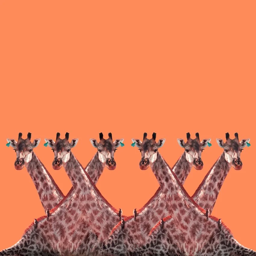 Giraffe_Christian_Pearson_art.jpg