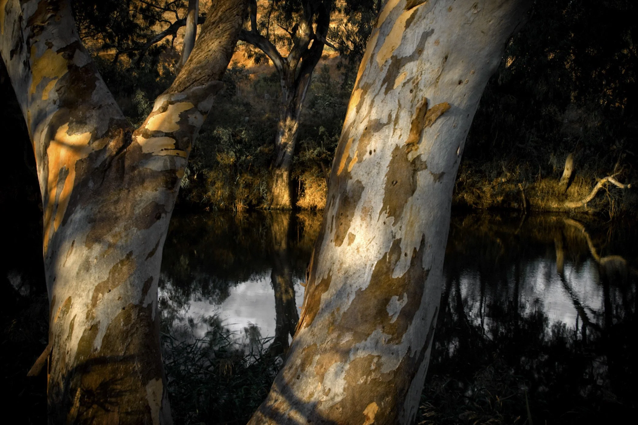 Close-up of several large tree trunks with peeling bark, illuminated at dusk with dark foliage in the background.
