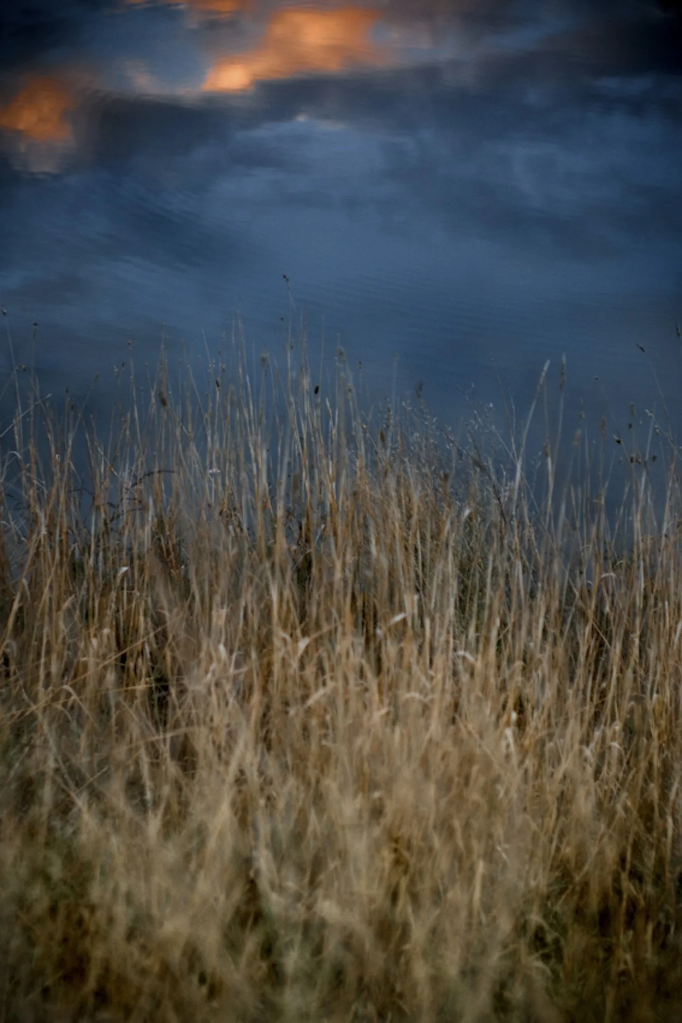 Dry, tall grass near a body of water with dark, cloudy skies and orange-tinged clouds at sunset or sunrise.