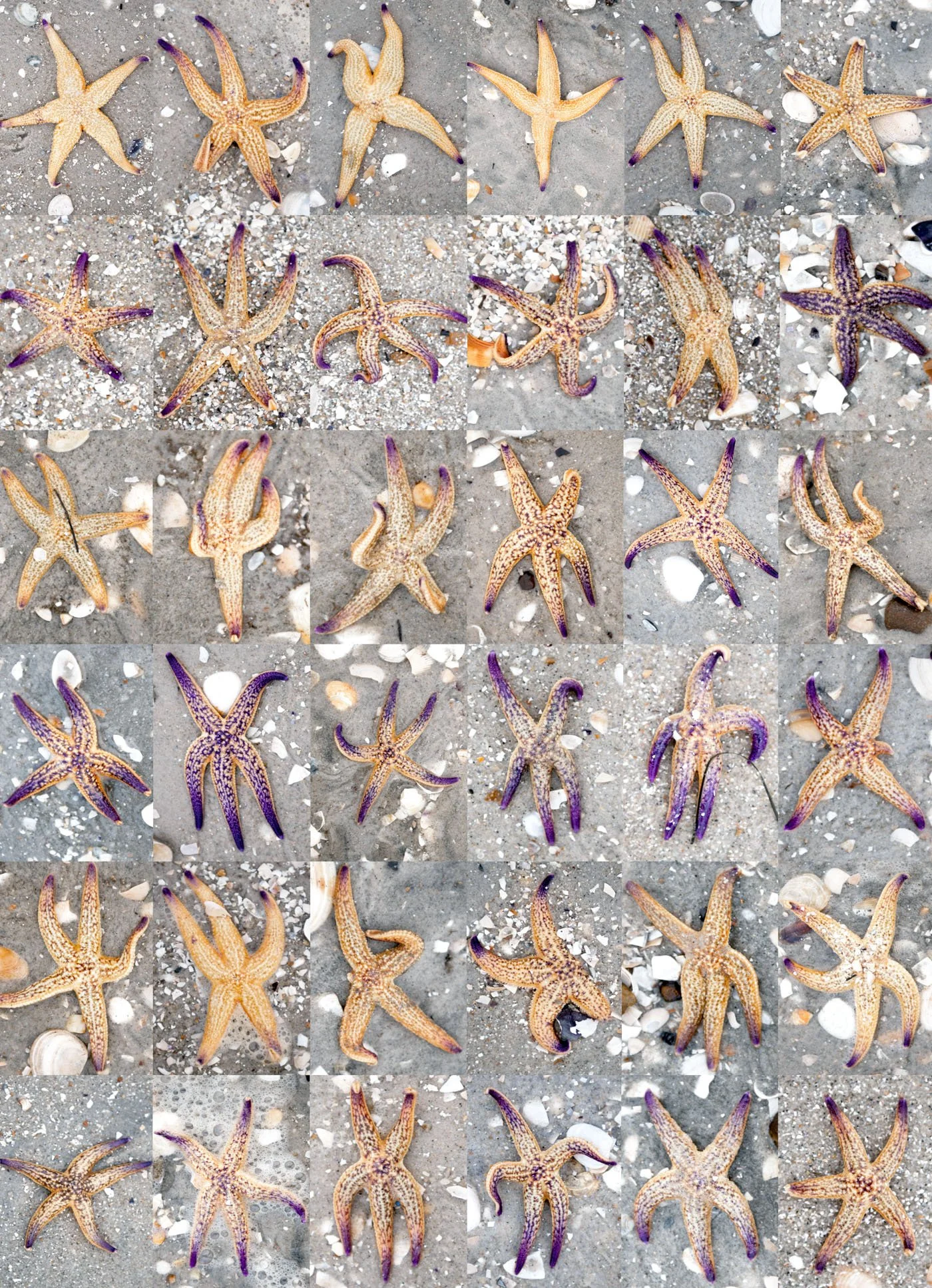 Hunting days have been organised.jpg