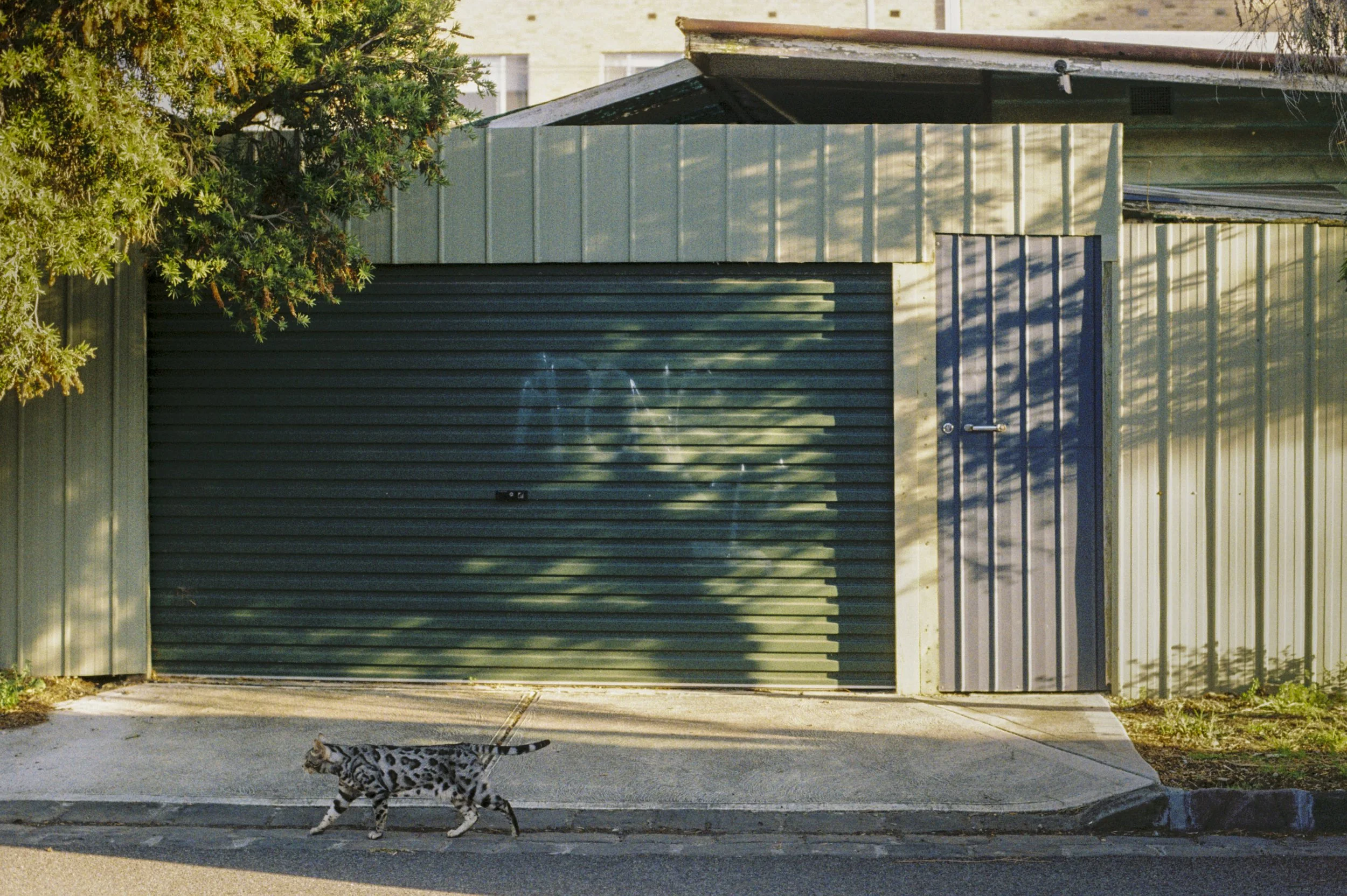 A leopard cat walking on a concrete sidewalk in front of a green corrugated metal gate, with a beige building in the background and a tree partially covering the top left corner of the image.
