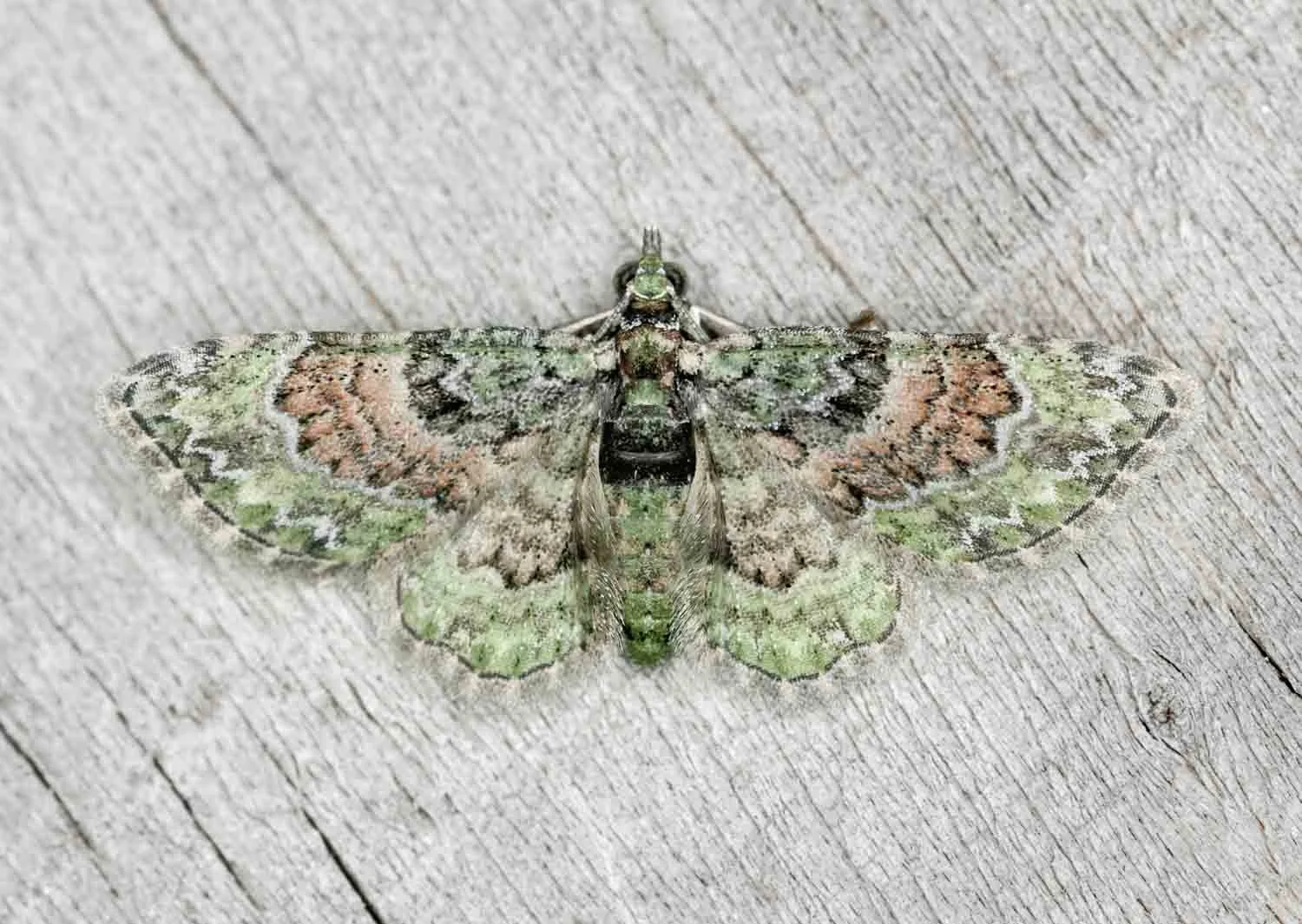 I tiny moth camoflagues on a fence paling photographed by Christian Pearson in his suburban Melbourne backyard
