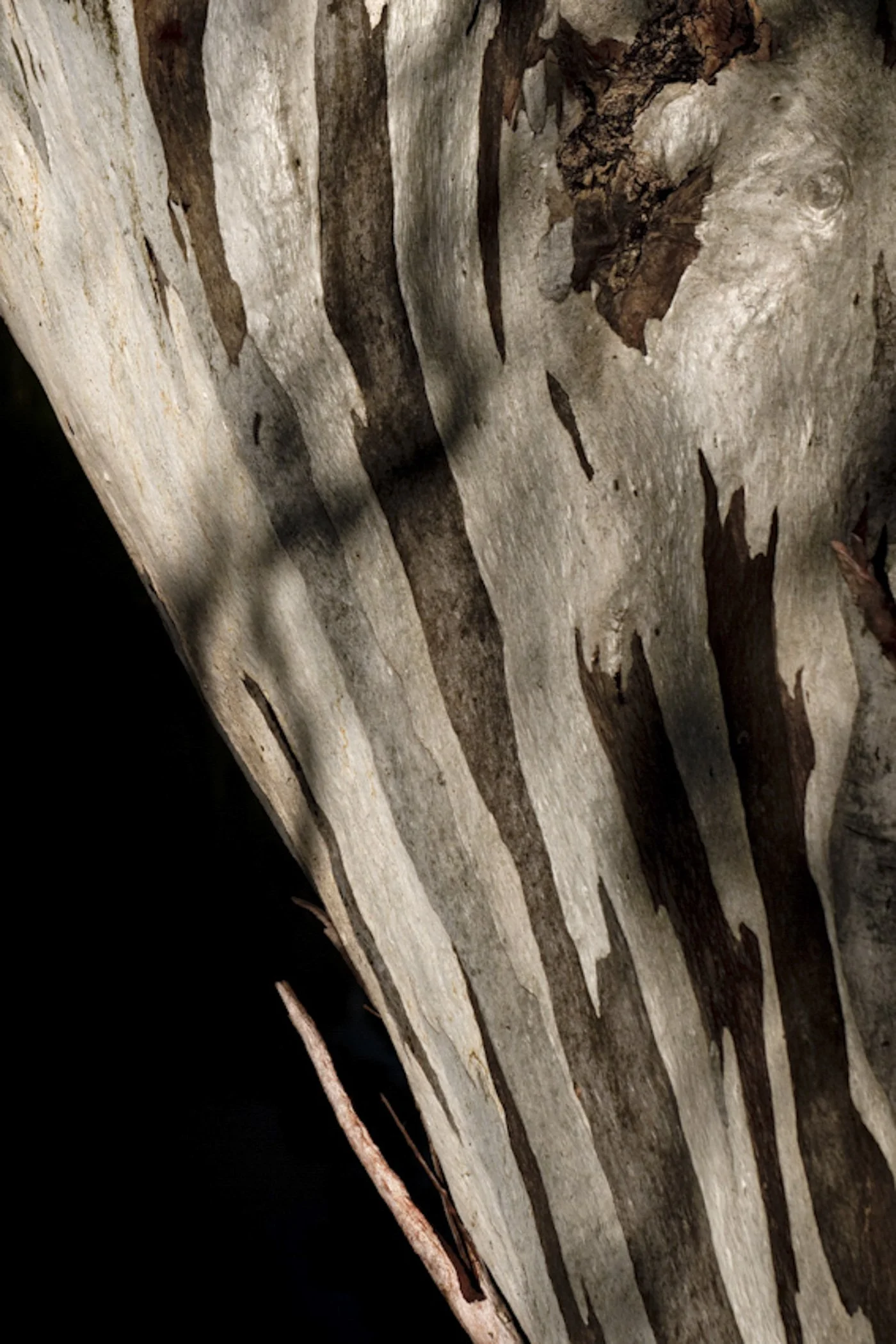 Close-up of tree bark with natural cracks and grain patterns in a dark setting.