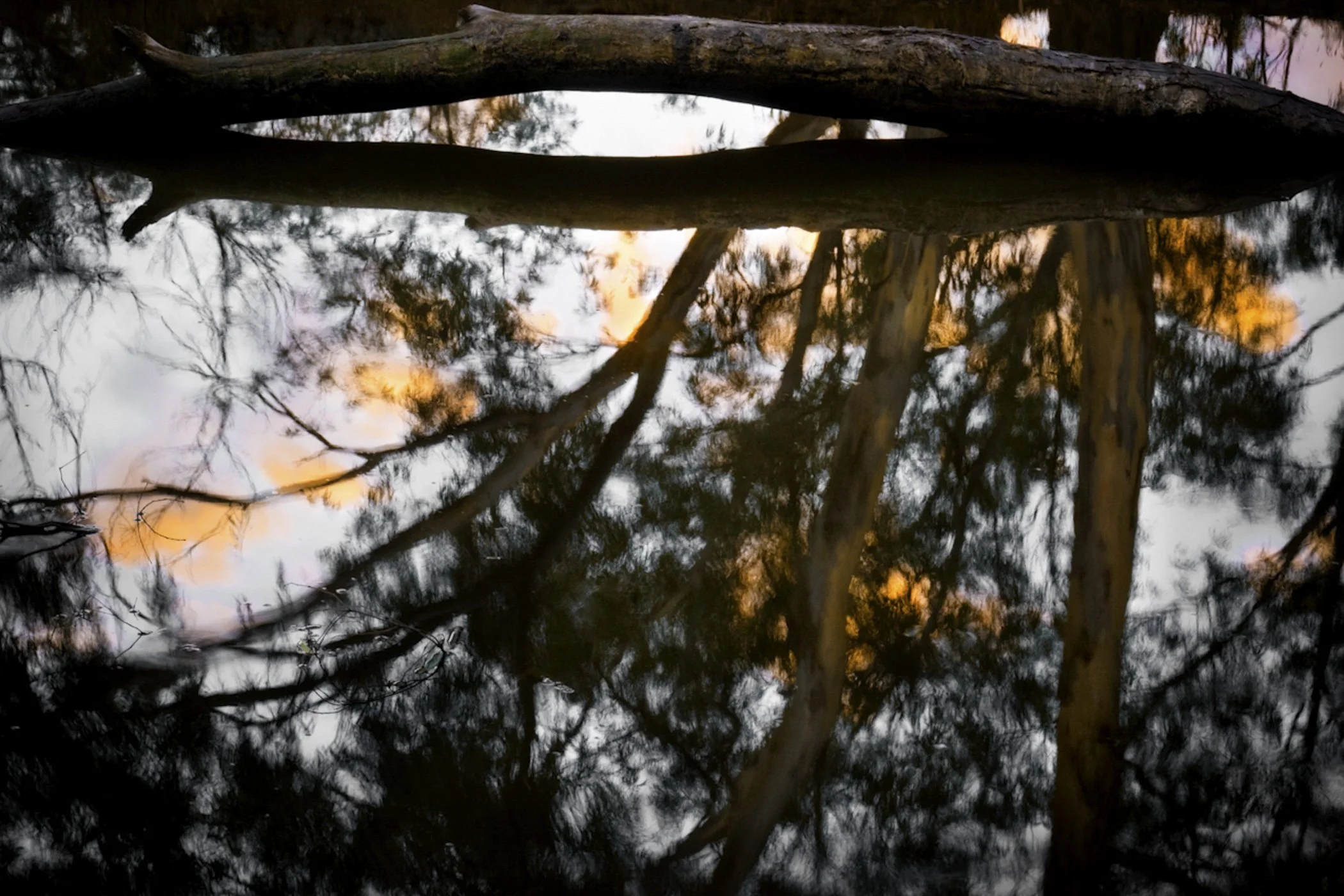 Reflection of trees and a sunset in a body of water.