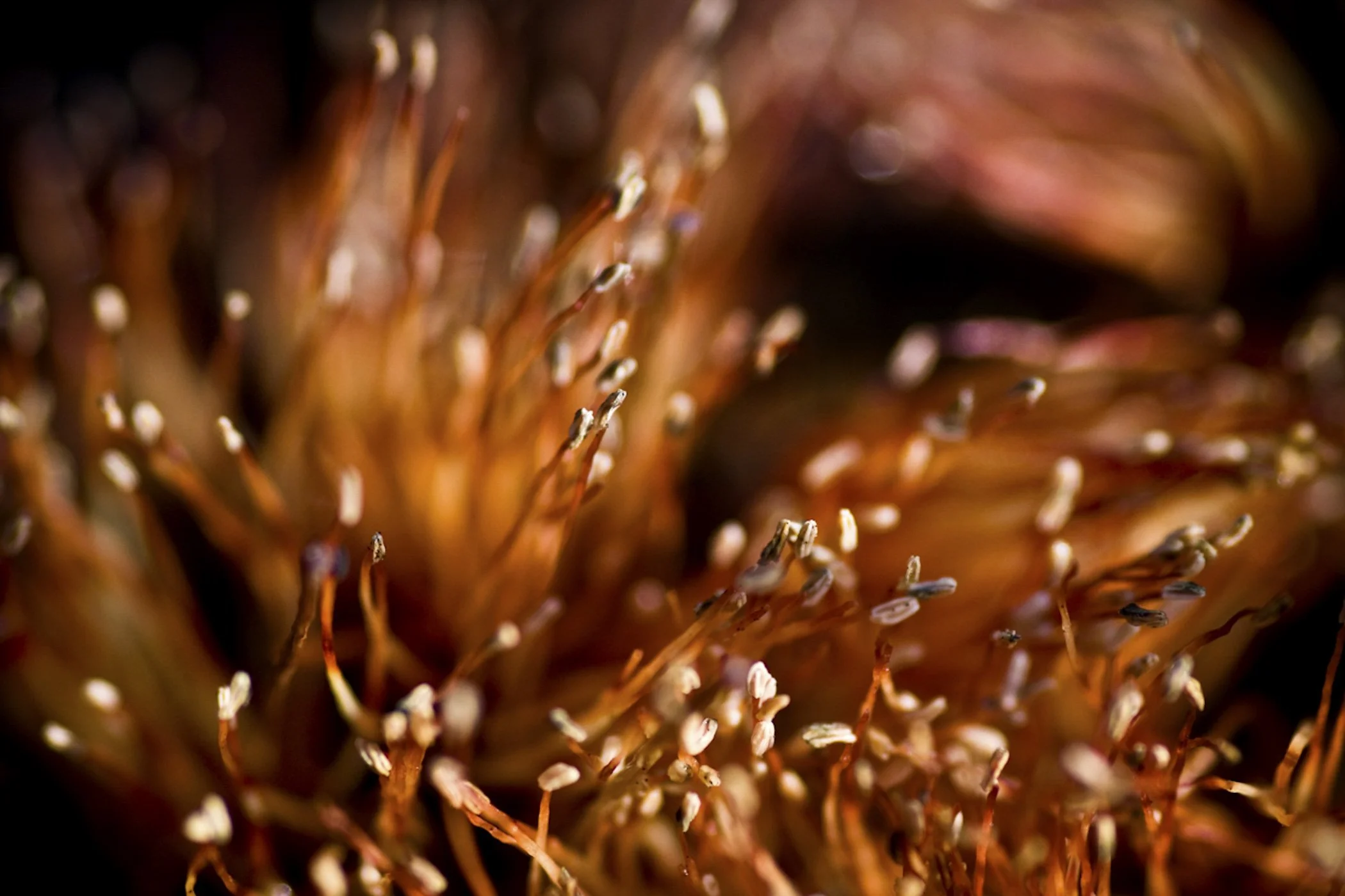A close-up macro image of the stamens of a flower, showing numerous thin filaments with small anthers at the tips, in warm reddish-brown and pinkish hues.