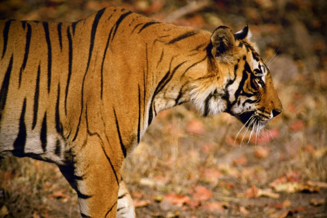 Wild tiger family - rare sighting - Ranthambhore 2002