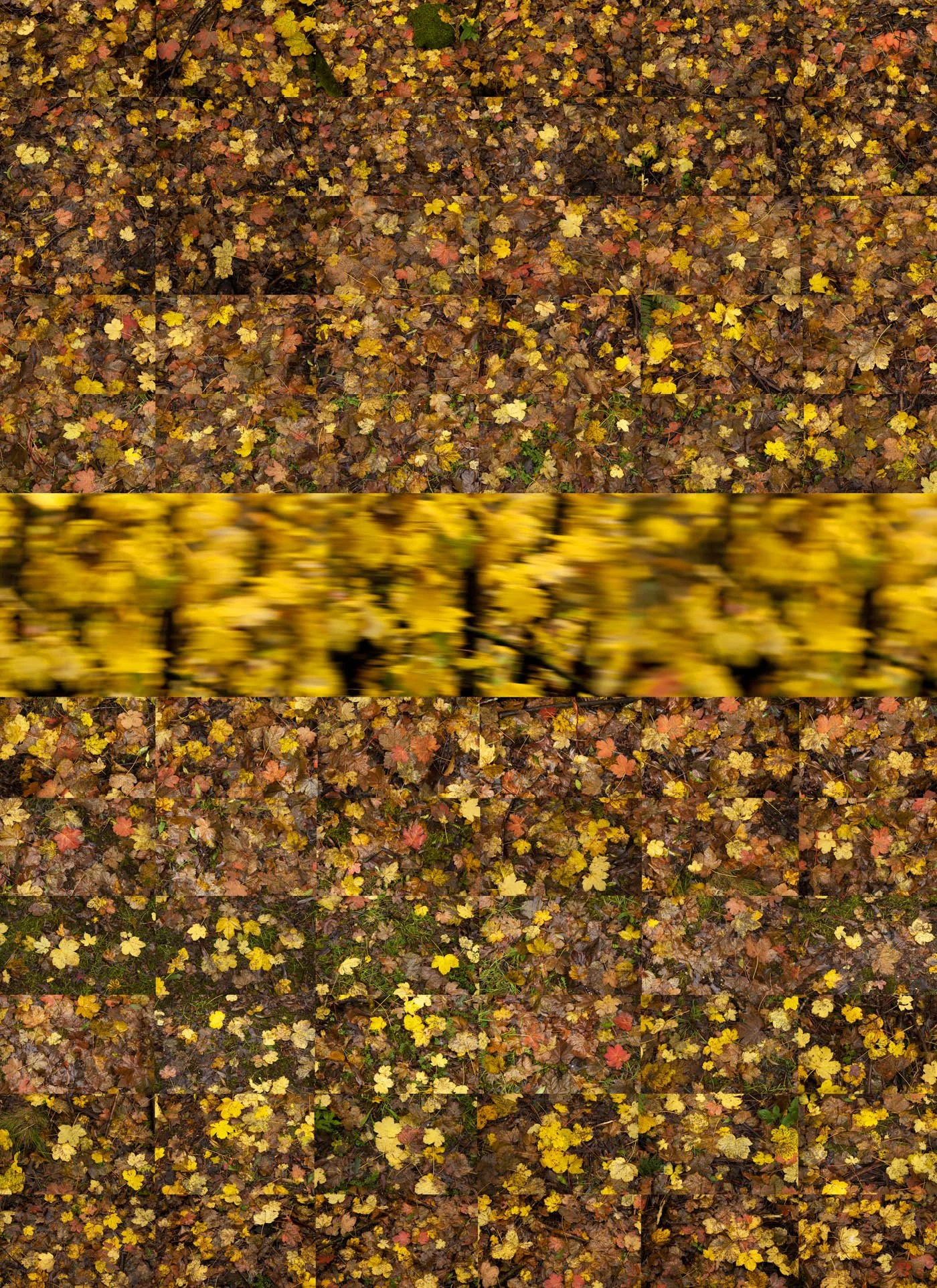 Dead leaves in the dirty ground.jpg