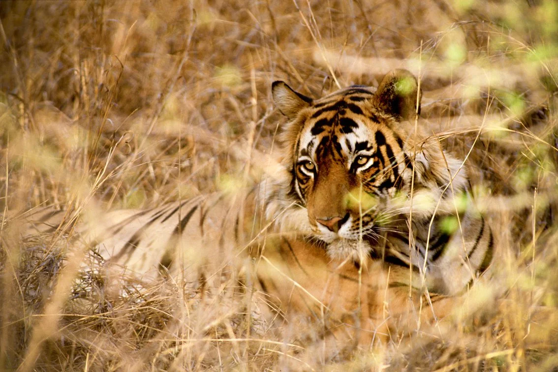 Tiger_Christian.Pearson.10.jpg