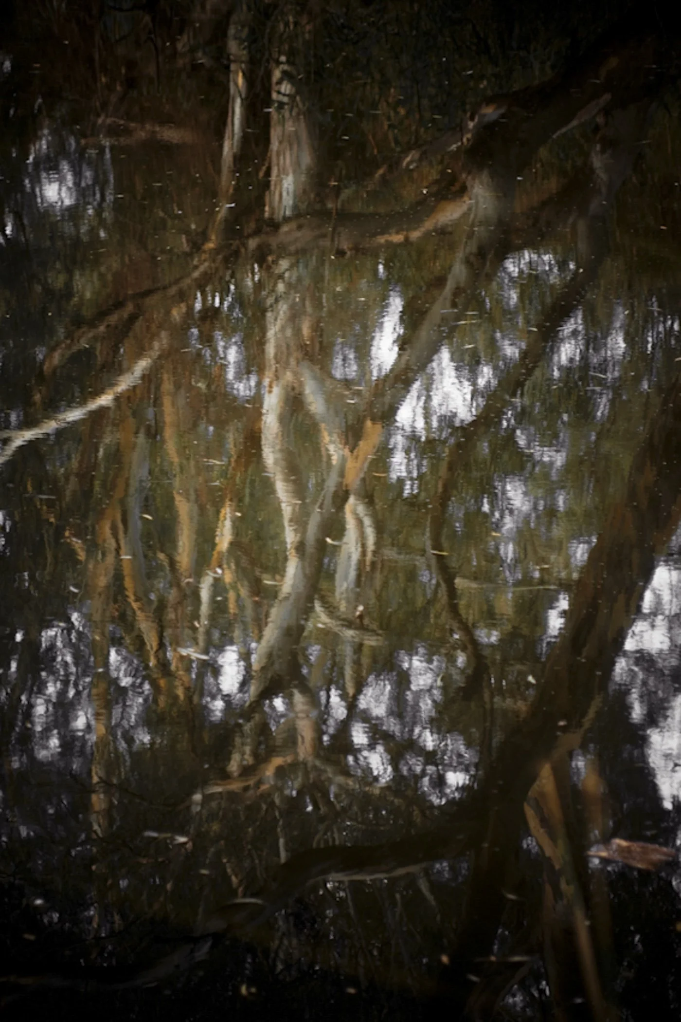Reflection of trees and sky in a muddy puddle or water body.