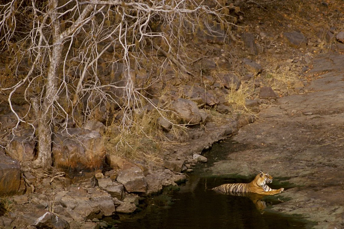 Tiger_Christian.Pearson.11.jpg