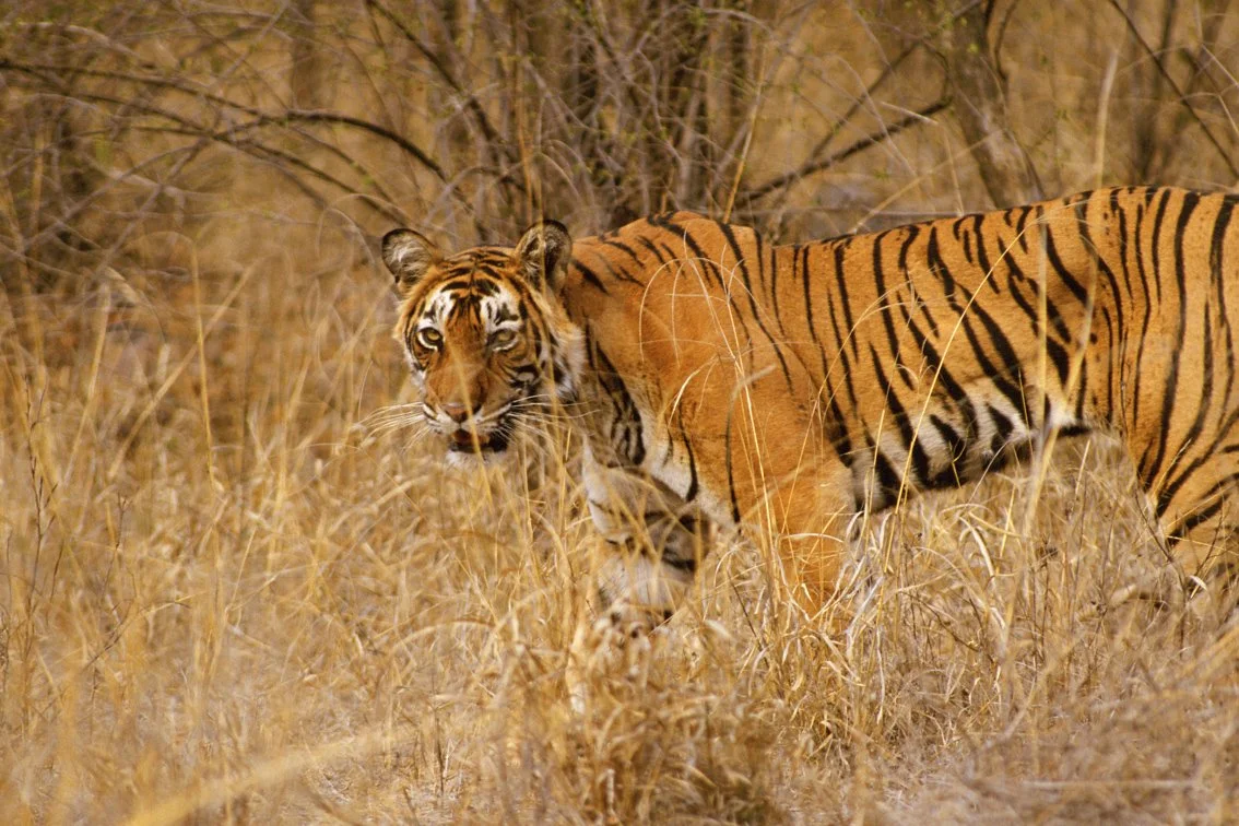 Tiger_Christian.Pearson.03.jpg