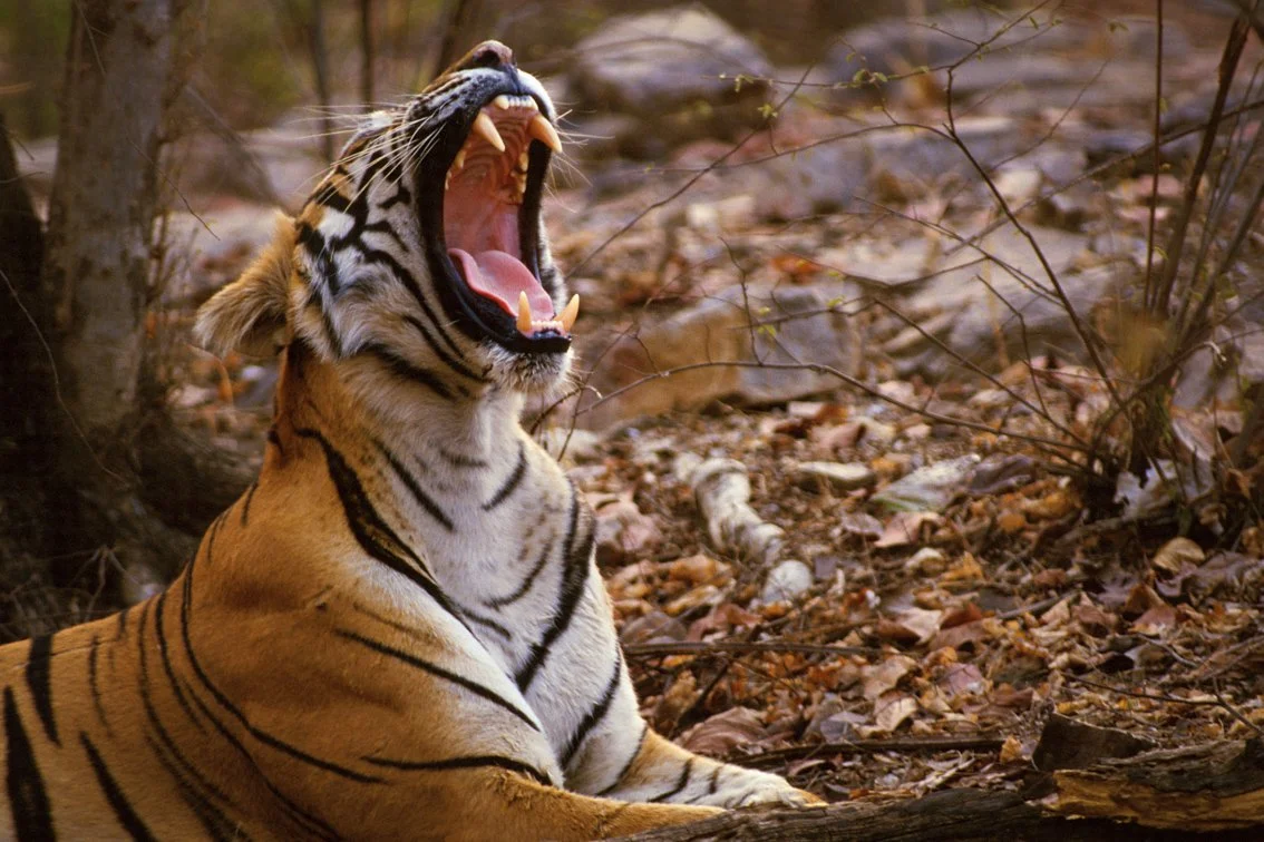 Tiger_Christian.Pearson.13.jpg