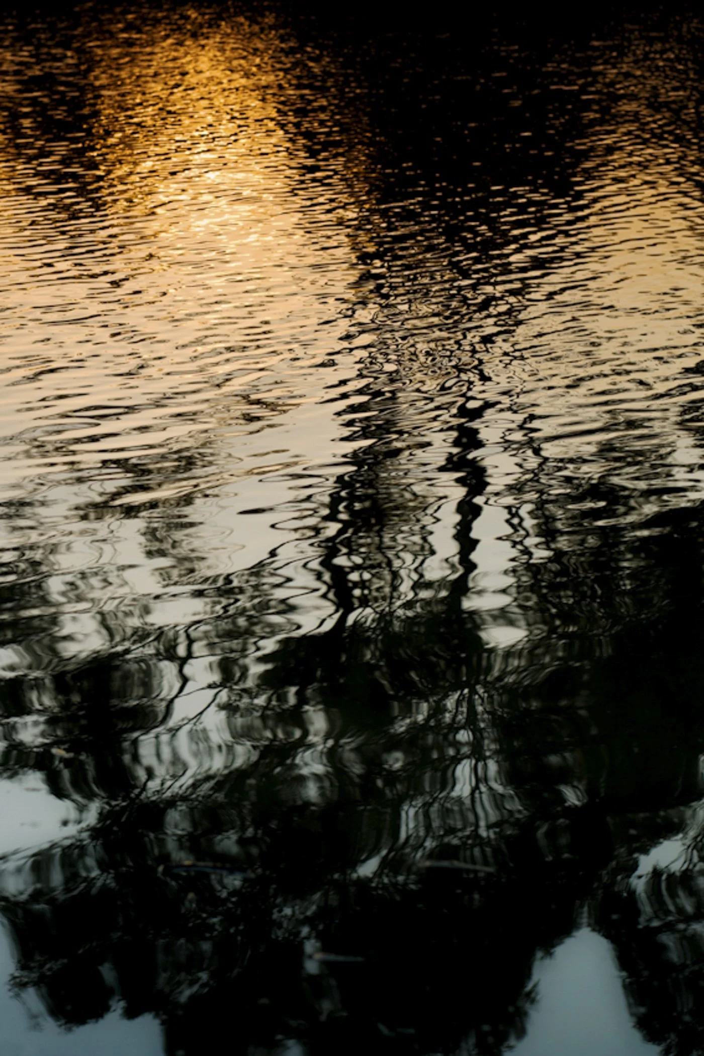 Reflections of trees and the sunset on a calm body of water with ripples.