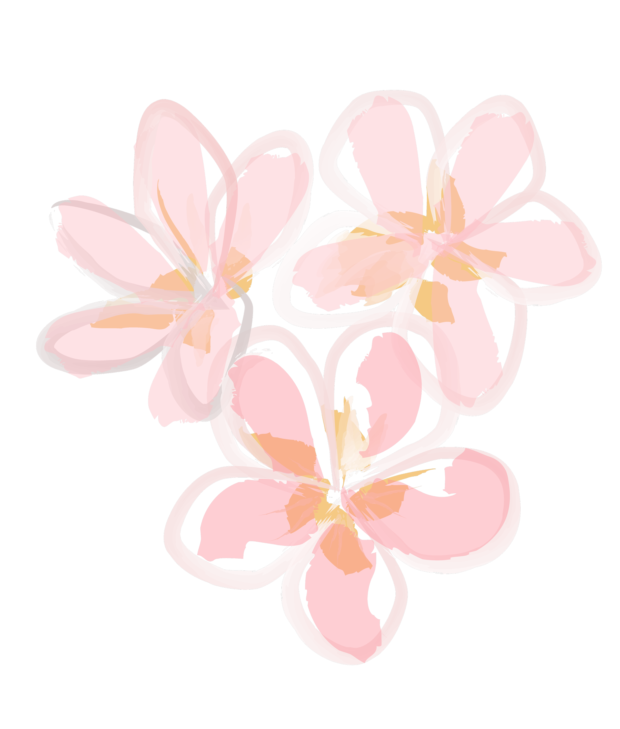 A digital illustration of pink frangipani flowers with white outlines on a transparent background.