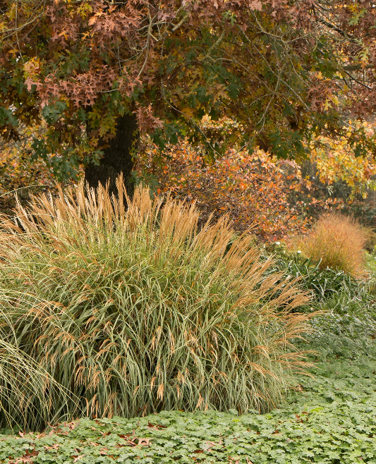 Autumn scene with tall ornamental grasses, leafy trees with fall foliage, and ground covered with green and brown leaves.