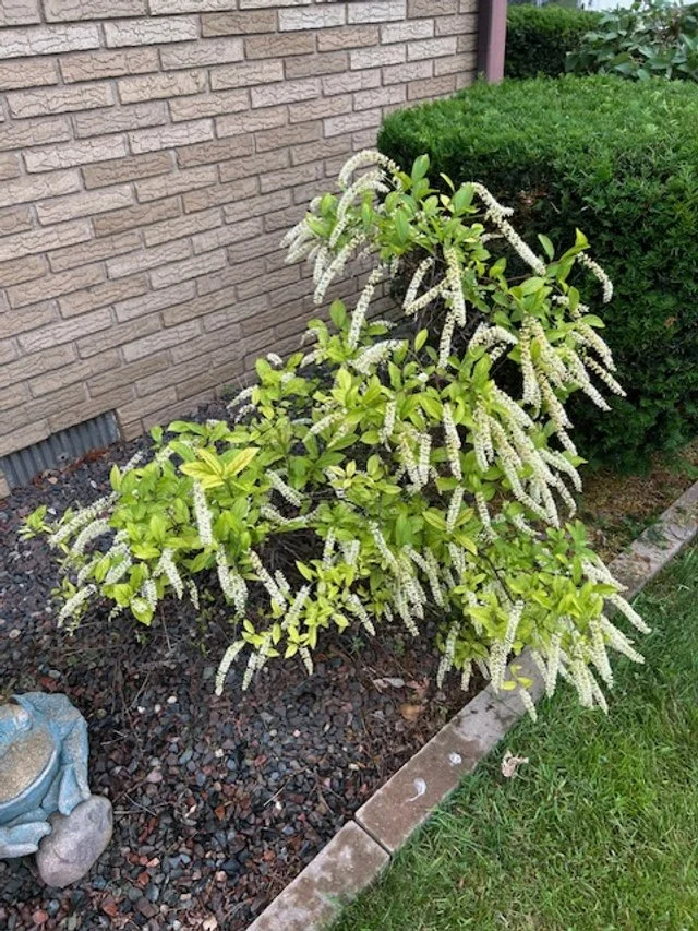 A garden bed with a plant that has long, drooping white and green flower spikes next to a brick house wall and green bushes.