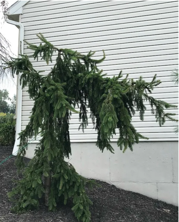 weeping norway spruce.png