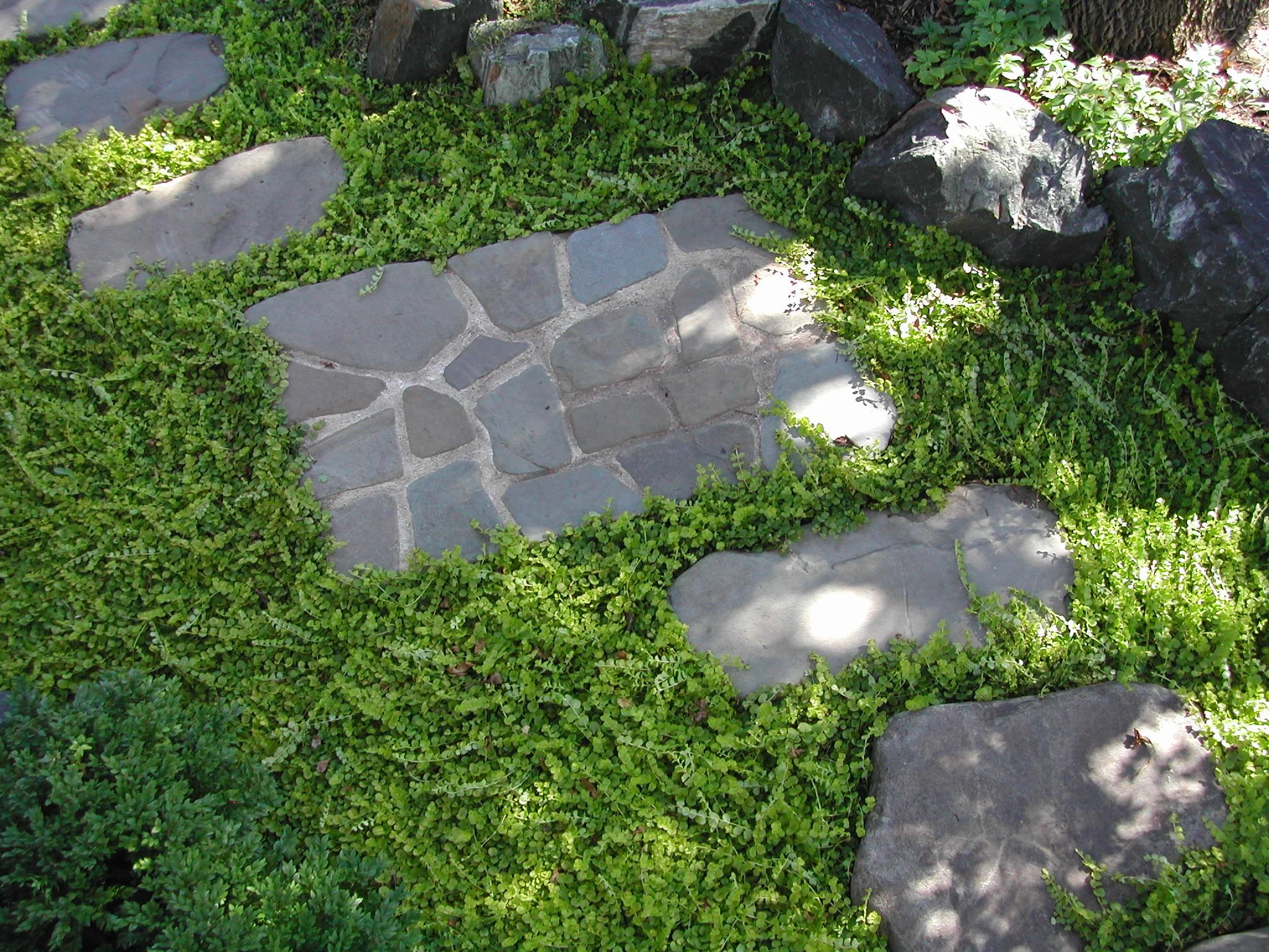 Groundcover.jpg