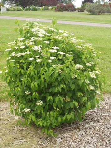A round, green bushes with white flowers in a landscaped garden area.