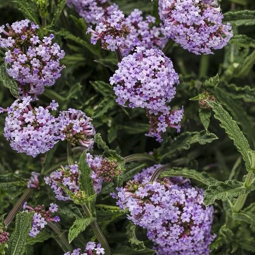 Purple verbena flowers with green leaves.