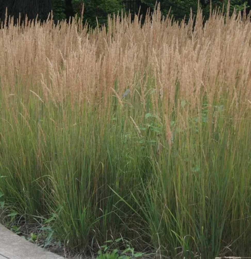 Calamagrostis_Karl_Foerster_02a.jpg