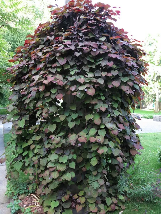 ruby+falls+redbud.png