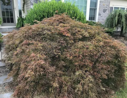 japanese+maple.png