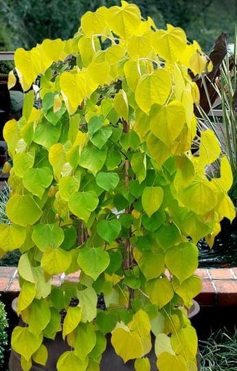 golden+falls+redbud.png