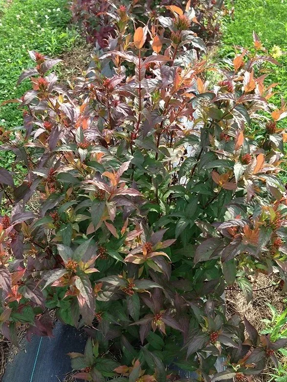 Close-up of a plant with reddish-purple leaves and small reddish flower buds or fruits.