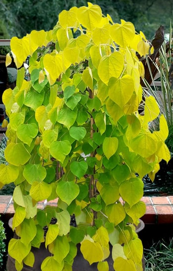 A golden falls redbud tree, with heart-shaped yellow and green leaves outdoors near water and garden plants.