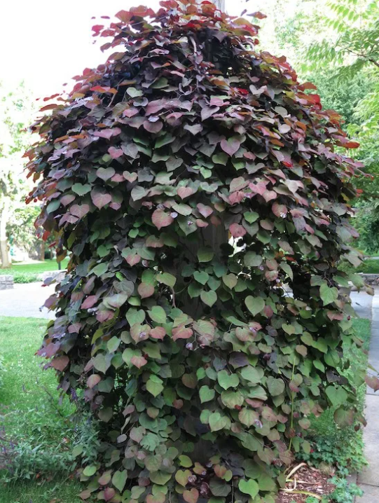A weeping 'burgundy falls' redbud tree, with dense, heart-shaped leaves in shades of green and reddish-purple growth. It is situated outdoors near a sidewalk, surrounded by grass and other trees.