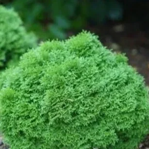 Close-up of a lush, green, curly-leaved plant, possibly a type of moss or decorative foliage in a garden.
