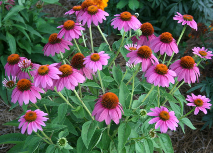 Cluster of pink coneflowers with orange centers and green leaves in a garden.