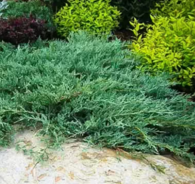 Green and bluish shrub with various other plants in the background.