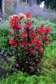 A vibrant red flowering plant in a garden surrounded by purple and green foliage.
