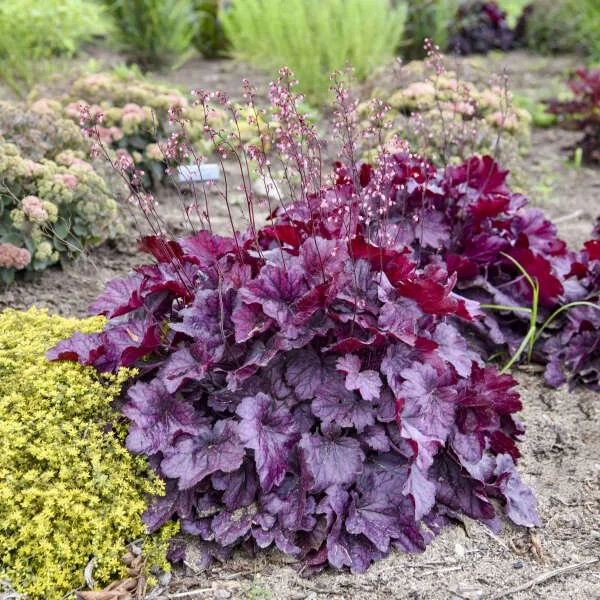 Close-up of purple and green textured flowering plants in a garden bed.