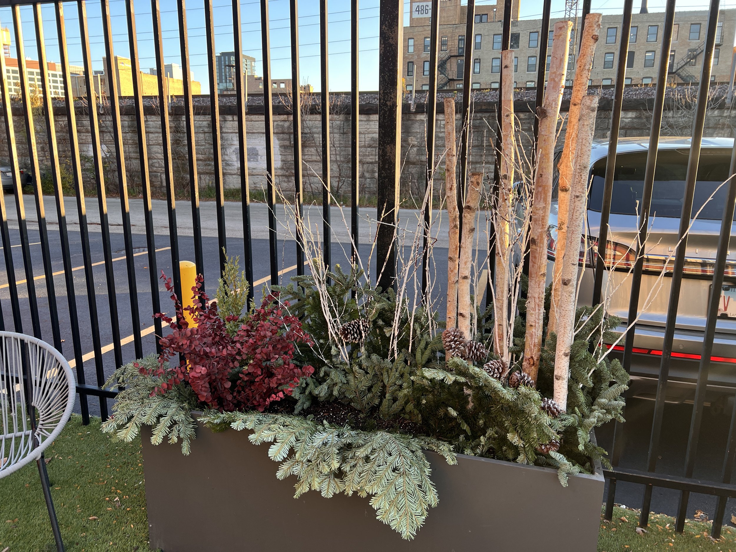 A rectangular grey planter containing evergreen branches, pinecones, berberis shrub, and white birch sticks, positioned on a grassy area next to a black metal fence, with a parking lot, a car, and urban buildings in the background.