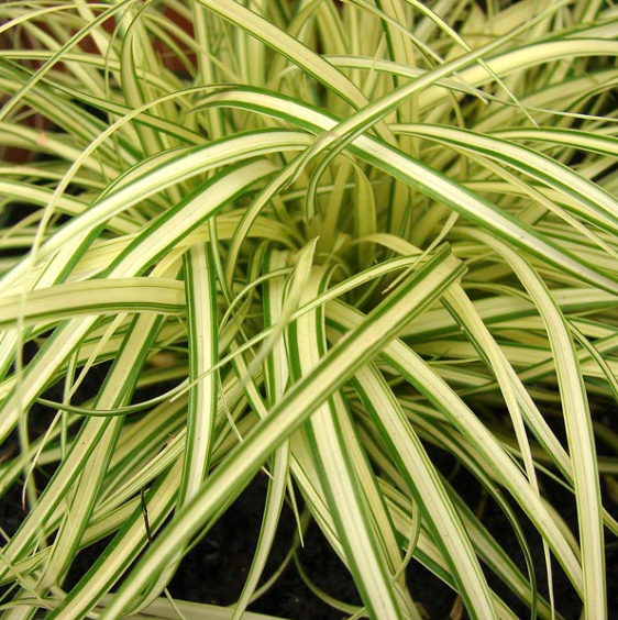 sedge.png
