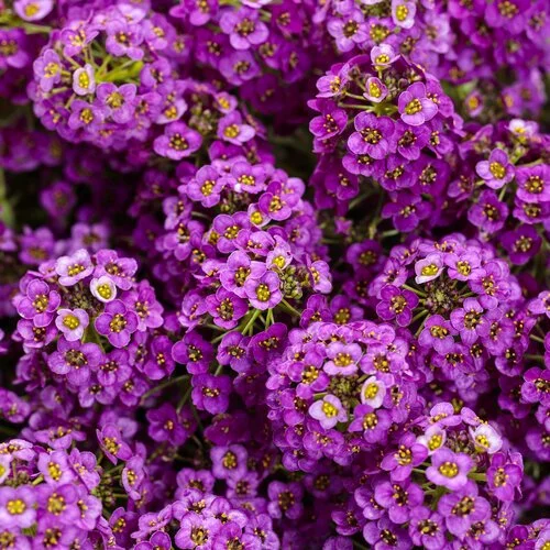 Close-up of clusters of small purple flowers with yellow centers.