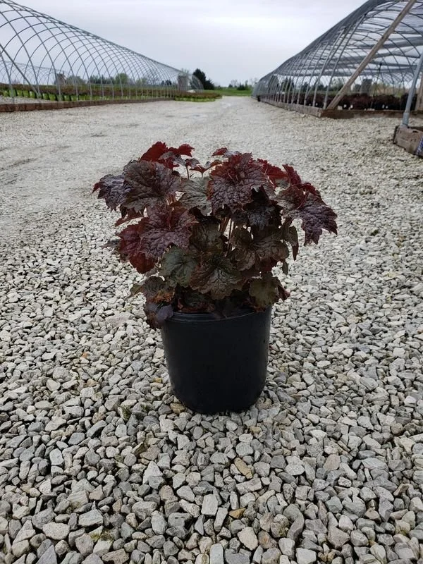 A potted plant with reddish-purple leaves on a gravel pathway inside a greenhouse or nursery, with other greenhouses visible in the background.