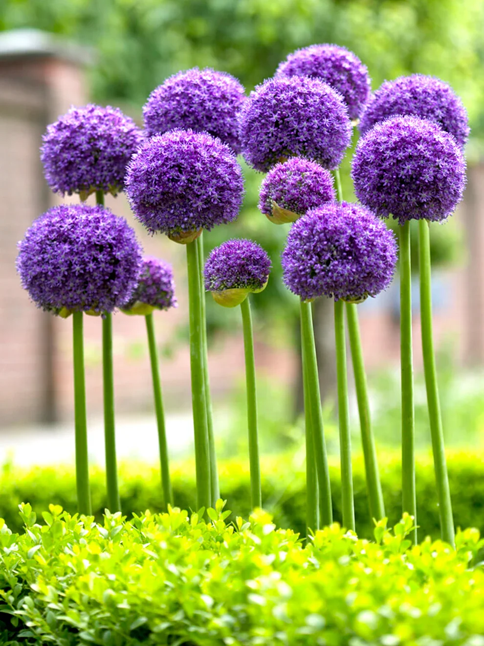 Allium_Gladiator-2.webp