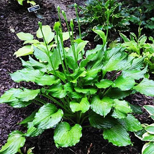 hosta-stirfry-1.jpeg