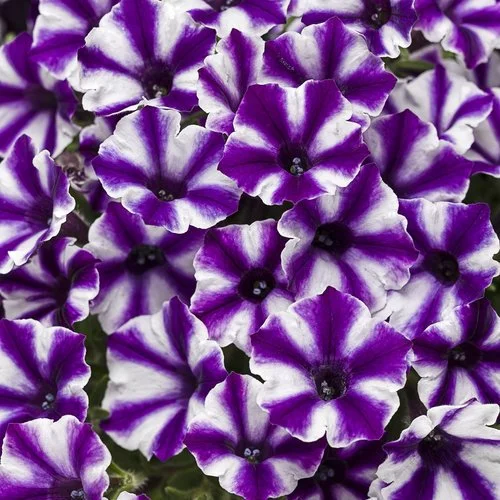 A cluster of purple and white petunias.