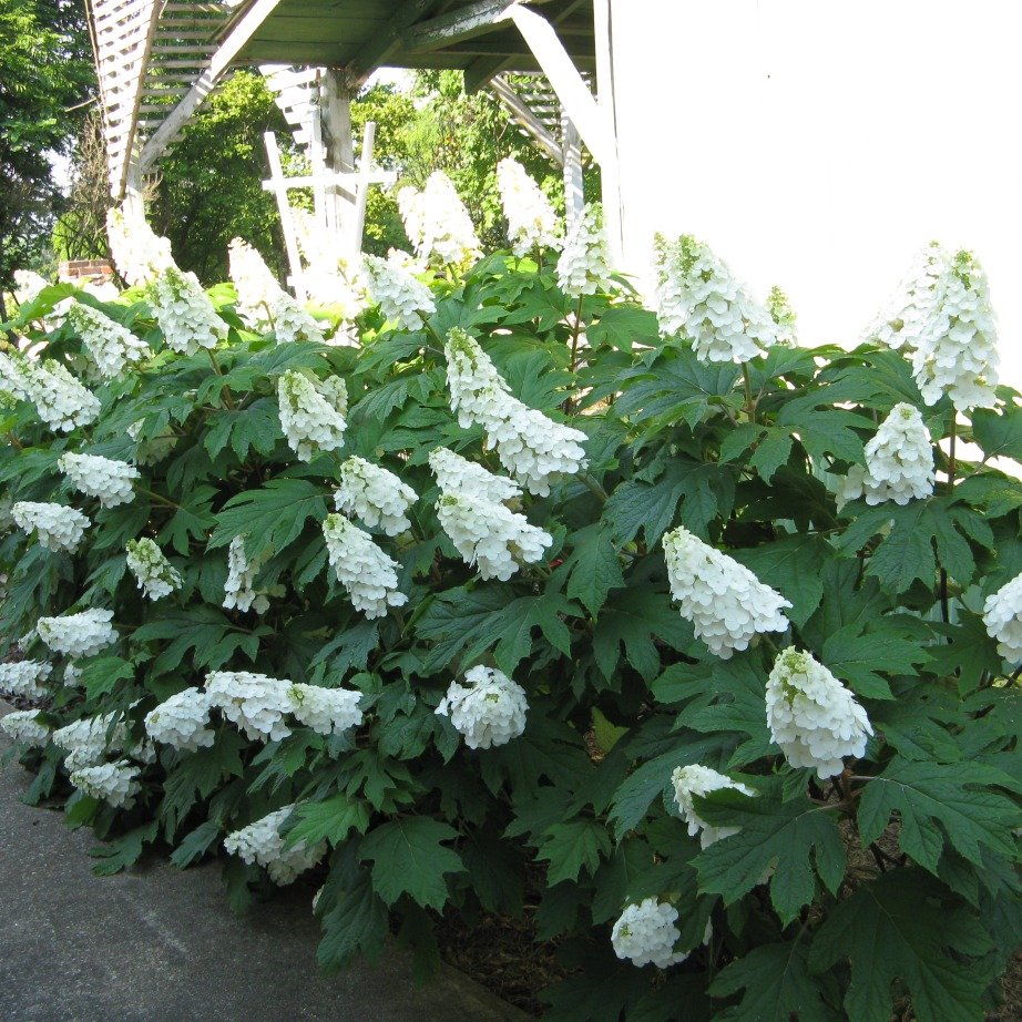 White flowering shrub with large green leaves growing next to a sidewalk, underneath a wooden structure with a staircase, in a lush green outdoor setting.