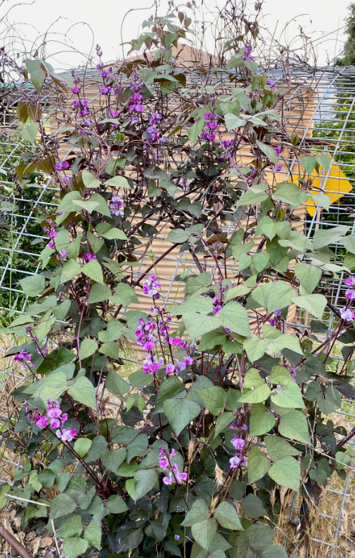A flowering plant with purple flowers and green leaves climbing a wire fence.