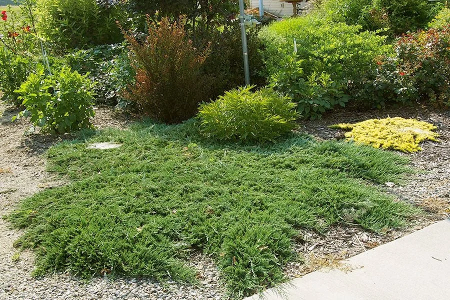 A garden with various green plants, bushes, and shrubs on a soil and gravel ground, adjacent to a concrete walkway.