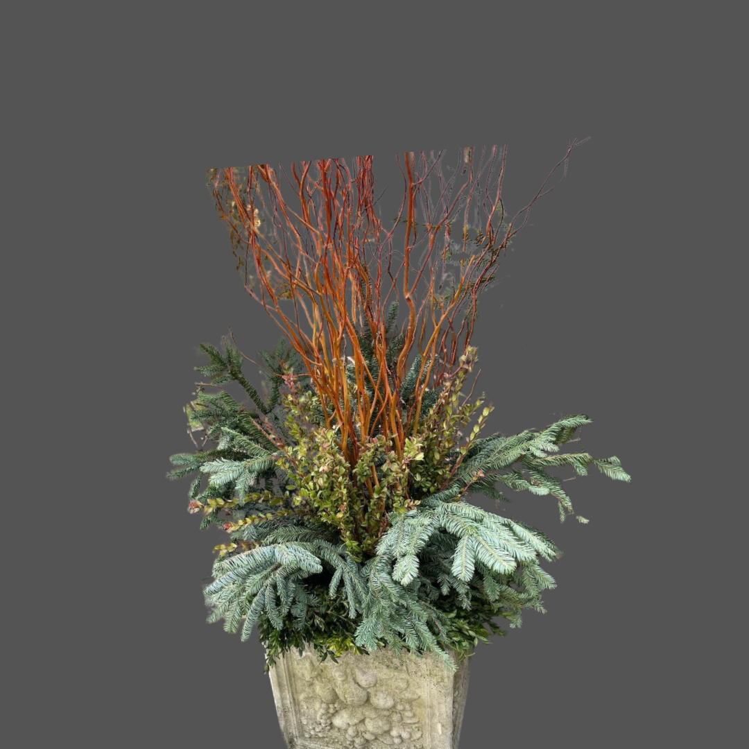 A decorative plant arrangement in a stone pot with green pine and subtle foliage, accented with tall, thin, reddish-orange branches.
