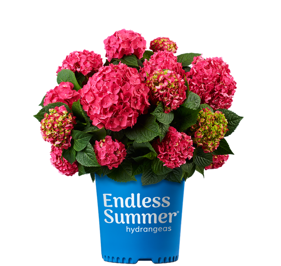 Pink hydrangea flowers in a blue Endless Summer hydrangeas pot.