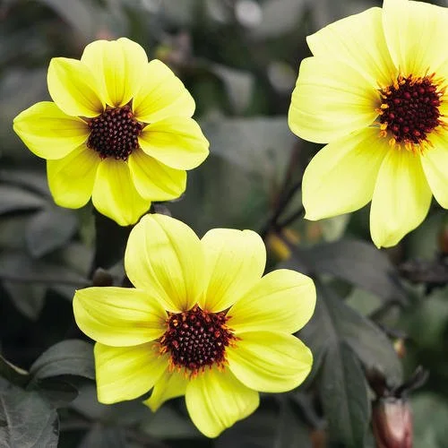 Three yellow flowers with dark centers against green leaves.